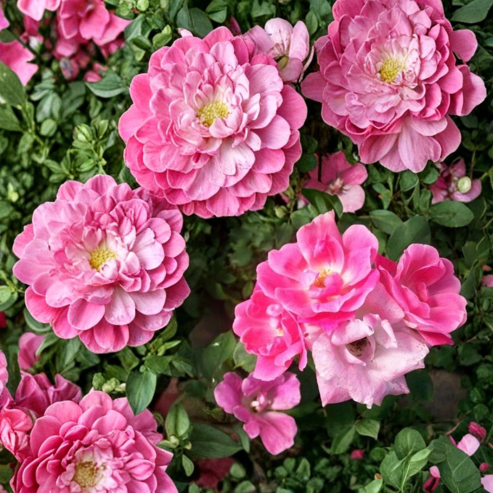 Pink Knock Out® Rose Live Plant – 1 Gallon Medium Pink Disease-Resistant Shrub Rose, Repeat Blooming, Easy Care Landscape Plant