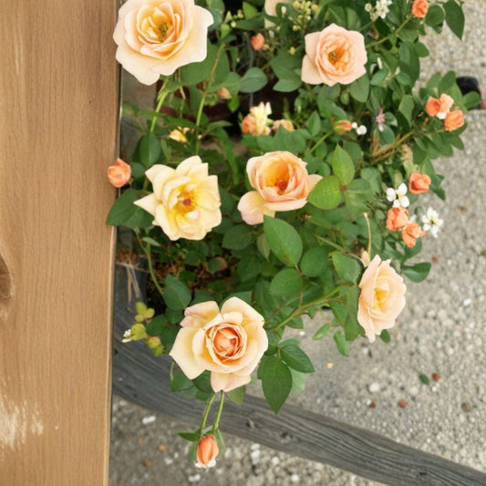 Live Mini Rose Bush – Southern Peach Apricot Yellow Blooms, Compact Garden Rose, Full Sun Flowering Shrub, 2 Gallon Plant
