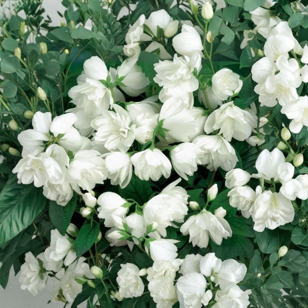 Mockorange Live Shrub 2 Gallon Pot Double White Blooms Fragrant Philadelphus virginalis 'Bouquet Blanc'