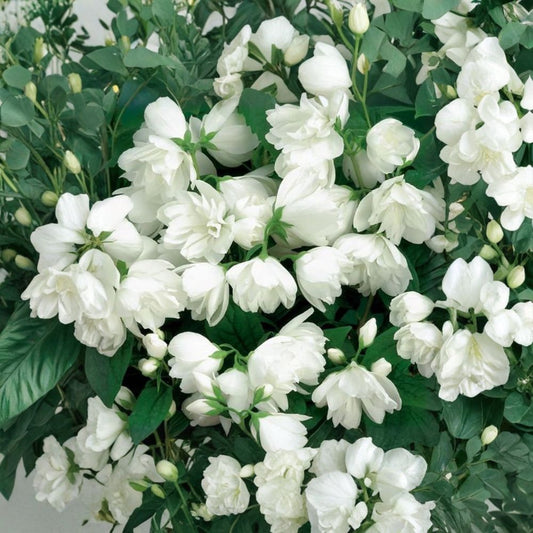 Mockorange Live Shrub 2 Gallon Pot Double White Blooms Fragrant Philadelphus virginalis 'Bouquet Blanc'