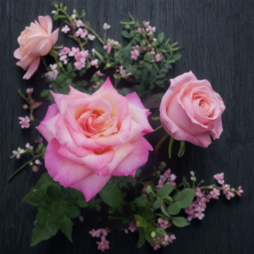 Kordes Perfecta Hybrid Tea Rose Live Plant – 3 Gallon Everblooming Cream & Pink Garden Rose with Fragrant Blooms
