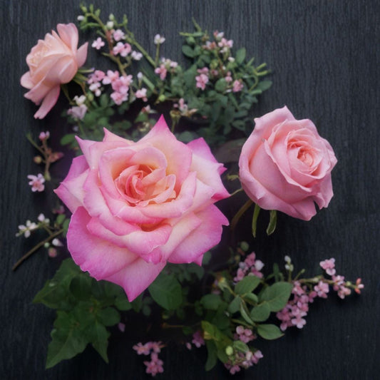 Kordes Perfecta Hybrid Tea Rose Live Plant – 3 Gallon Everblooming Cream & Pink Garden Rose with Fragrant Blooms