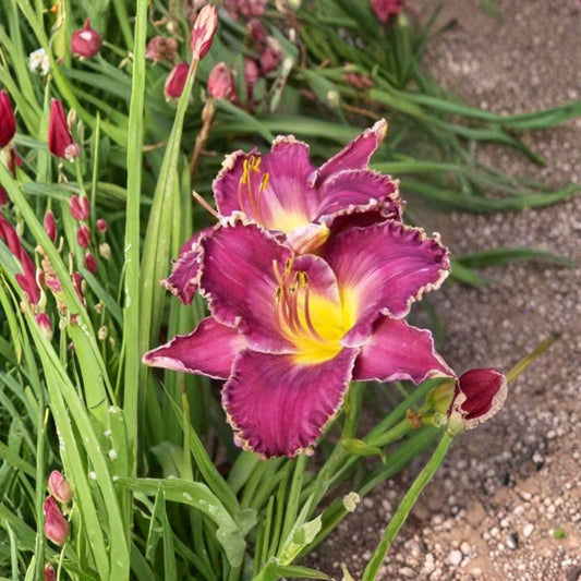 Hemerocallis Viking Magic Daylily Bare Root Plants – Grade #1 Hardy Perennial Flower for Garden, Easy to Grow