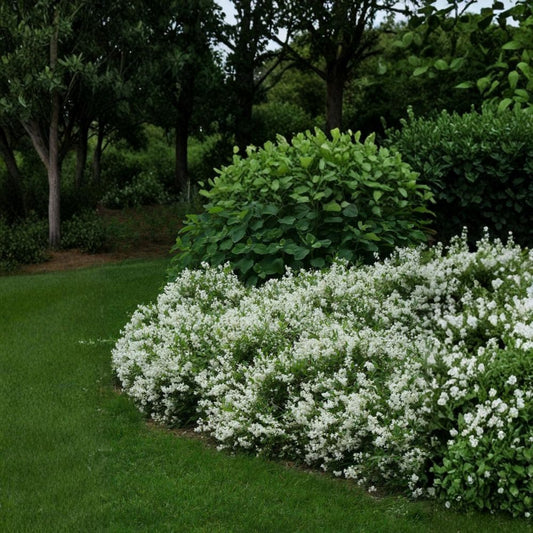 Nikko Deutzia Live Dwarf Flowering Shrub 4 Inch Pot White Spring Blooms Deutzia gracilis Groundcover Plant