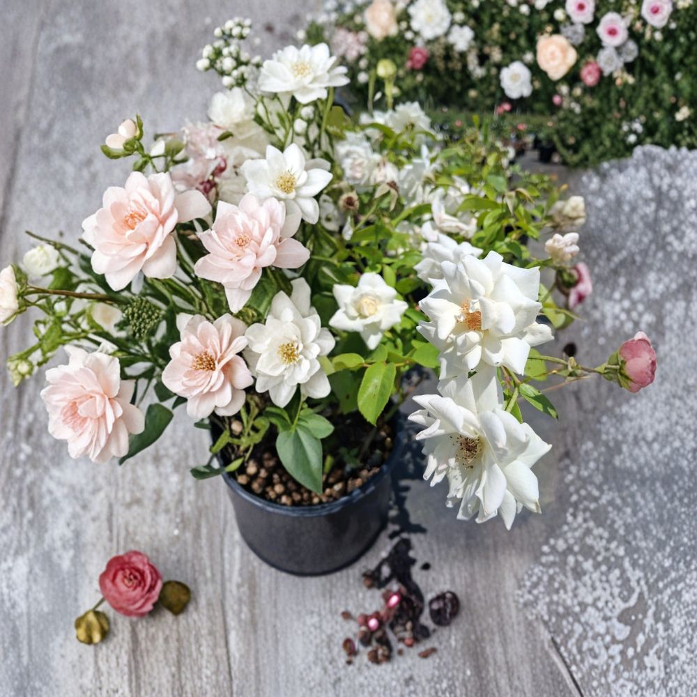 Iceberg Floribunda Rose Live Plant – 1 Gallon Pure White Rose Bush, Repeat Blooming Garden Rose, Rooted Shrub, Elegant Floral Display