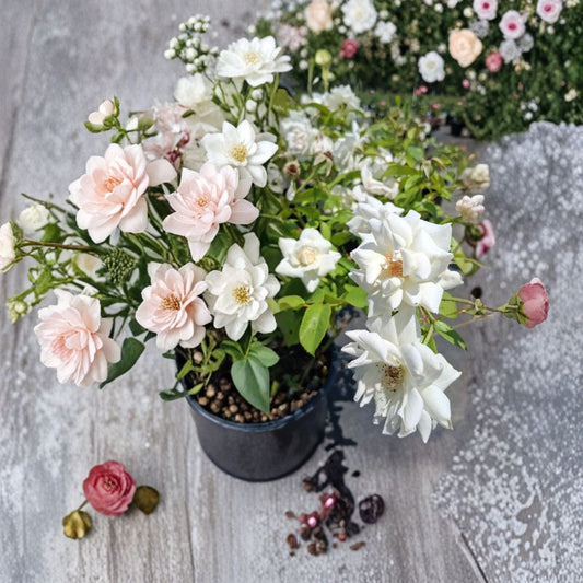 Iceberg Floribunda Rose Live Plant – 1 Gallon Pure White Rose Bush, Repeat Blooming Garden Rose, Rooted Shrub, Elegant Floral Display