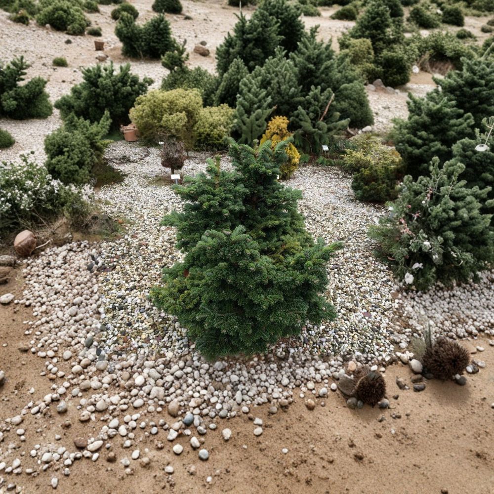 Abies borris-regis 'JK Greece' Dwarf Macedonian Fir Live Plant 8 Inches Compact Conifer for Rock Garden & Landscape