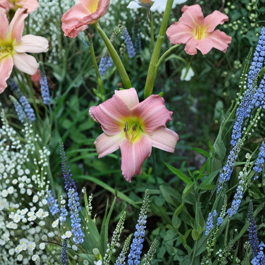 Hemerocallis 'Bama Music' Daylily – 3 Bare Root Plants, Hardy Perennial Flower, Easy to Grow Garden Favorite