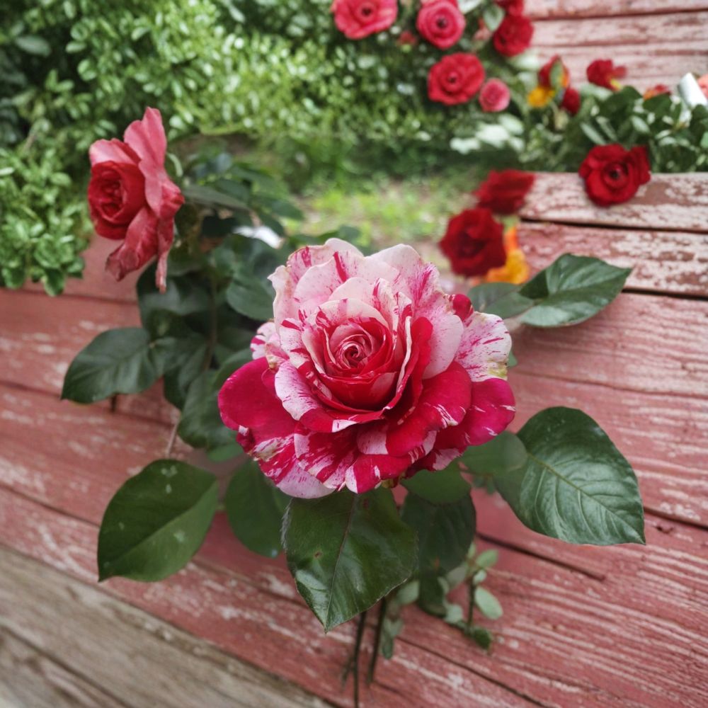 Scentimental Floribunda Rose Live Plant – 5 Gallon Large Double Blooms Fragrant Red & White Striped Garden Rose Bush