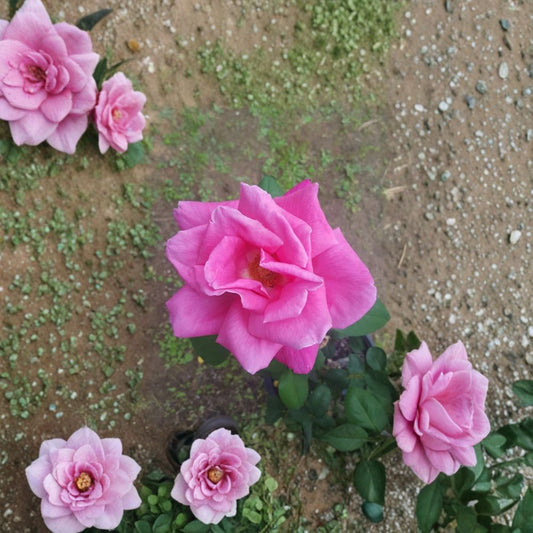Perfume Delight Hybrid Tea Rose – Live Pink Rose Bush, 2 Gallon, Highly Fragrant Garden Flower, Full Sun Shrub