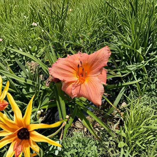 Hemerocallis 'Frank Gladney' Daylily – 3 Bare Root Plants, Hardy Perennial Flower, Garden Favorite, Easy to Grow