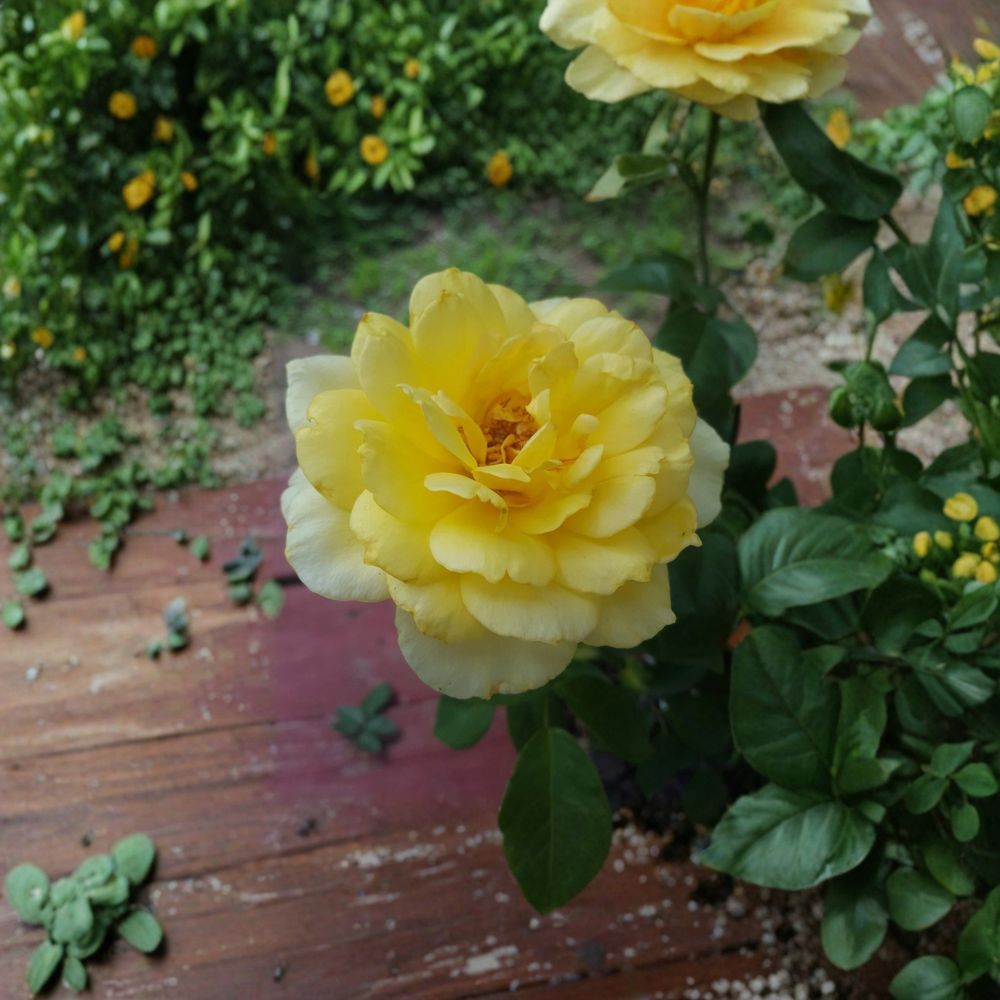 Sunsprite Floribunda Rose Live Plant – 3 Gallon Deep Yellow Fragrant Repeat Blooming Shrub Garden Rose
