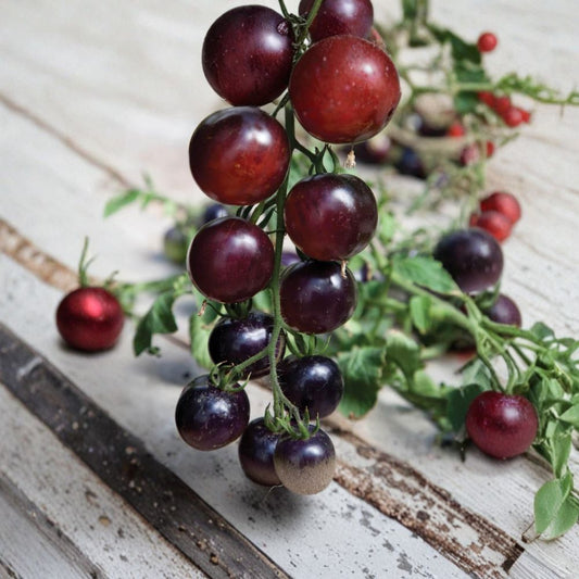 Indigo Rose Tomato Seeds – Solanum lycopersicum, 50 Organic Seeds, Deep Purple, Anthocyanin-Rich, Garden & Container Friendly