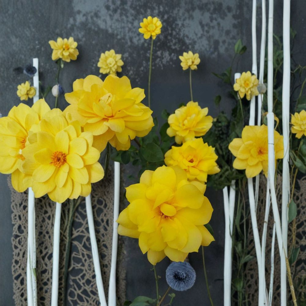Gold Glow Hybrid Tea Rose Live Plant – Bright Yellow Fragrant Rose Bush, Large Blooms, Repeat Flowering Garden Rose, 2 Gallon Rooted Plant