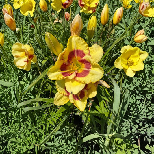 Hemerocallis 'Monterrey Jack' Daylily – 3 Bare Root Plants, Hardy Perennial Flower, Easy to Grow, Garden Favorite