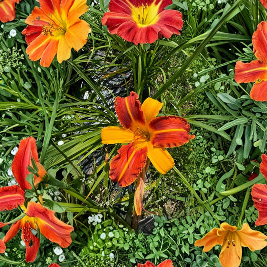 Hemerocallis 'Frans Hals' Daylily – 3 Bare Root Plants, Bicolor Perennial Flower, Hardy Garden Favorite, Easy to Grow