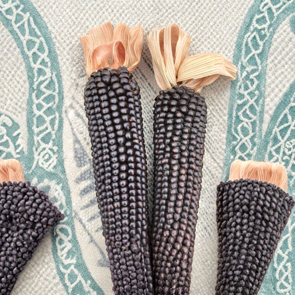 Dakota Black Popcorn Seeds – Organic Heirloom Zea mays, Early Maturing Black Kernel, Garden & Homestead Friendly, Easy to Grow