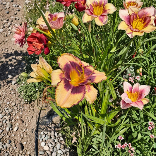 Hemerocallis 'Moon Music' Daylily – 3 Bare Root Plants, Hardy Perennial Flower, Easy to Grow, Garden Favorite