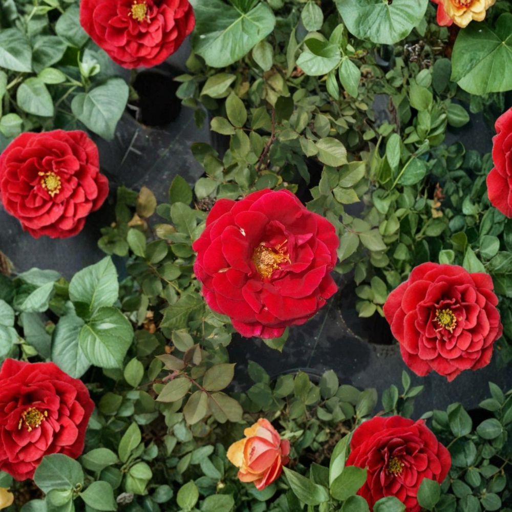 Mr. Lincoln Rose – Hybrid Tea Live Plant, Deep Red Fragrant Blooms, Garden Landscape Shrub, 2 Gallon Size