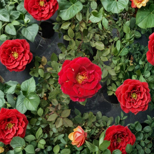 Mr. Lincoln Rose – Hybrid Tea Live Plant, Deep Red Fragrant Blooms, Garden Landscape Shrub, 2 Gallon Size