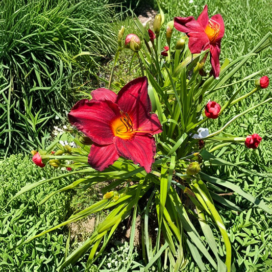 Hemerocallis 'Chicago Brave' Daylily – 3 Bare Root Plants, Hardy Perennial Flower, Easy to Grow, Garden Favorite, Grade #1 Roots