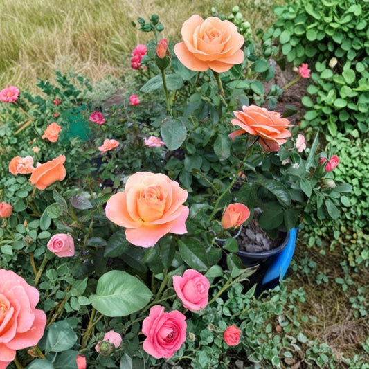 New Year Grandiflora Rose – Live Orange Rose Bush | 2 Gallon Full Sun Garden Shrub | Repeat Blooming Vibrant Rose | Rosa Grandiflora