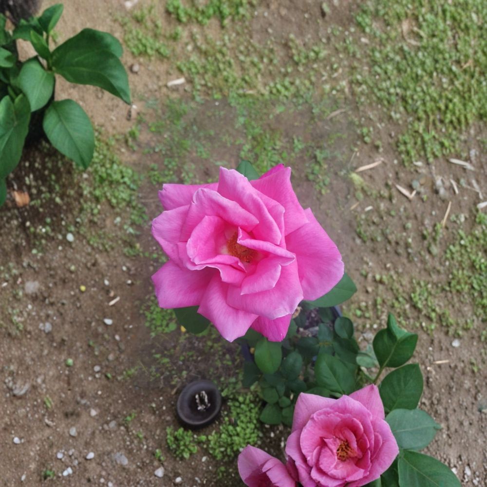 Perfume Delight Hybrid Tea Rose Live Plant – 5 Gallon Pink Fragrant Garden Rose Bush with Large Blooms & Repeat Flowering