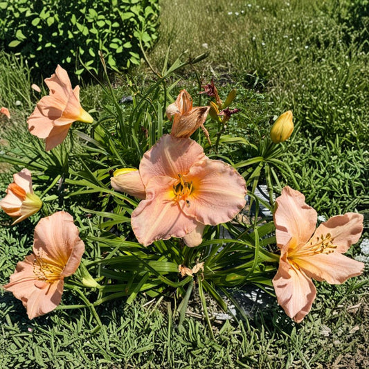 Hemerocallis 'Pewter Pink' Daylily – 3 Bare Root Plants, Pink Perennial Flower, Hardy Garden Favorite, Grade #1 Roots