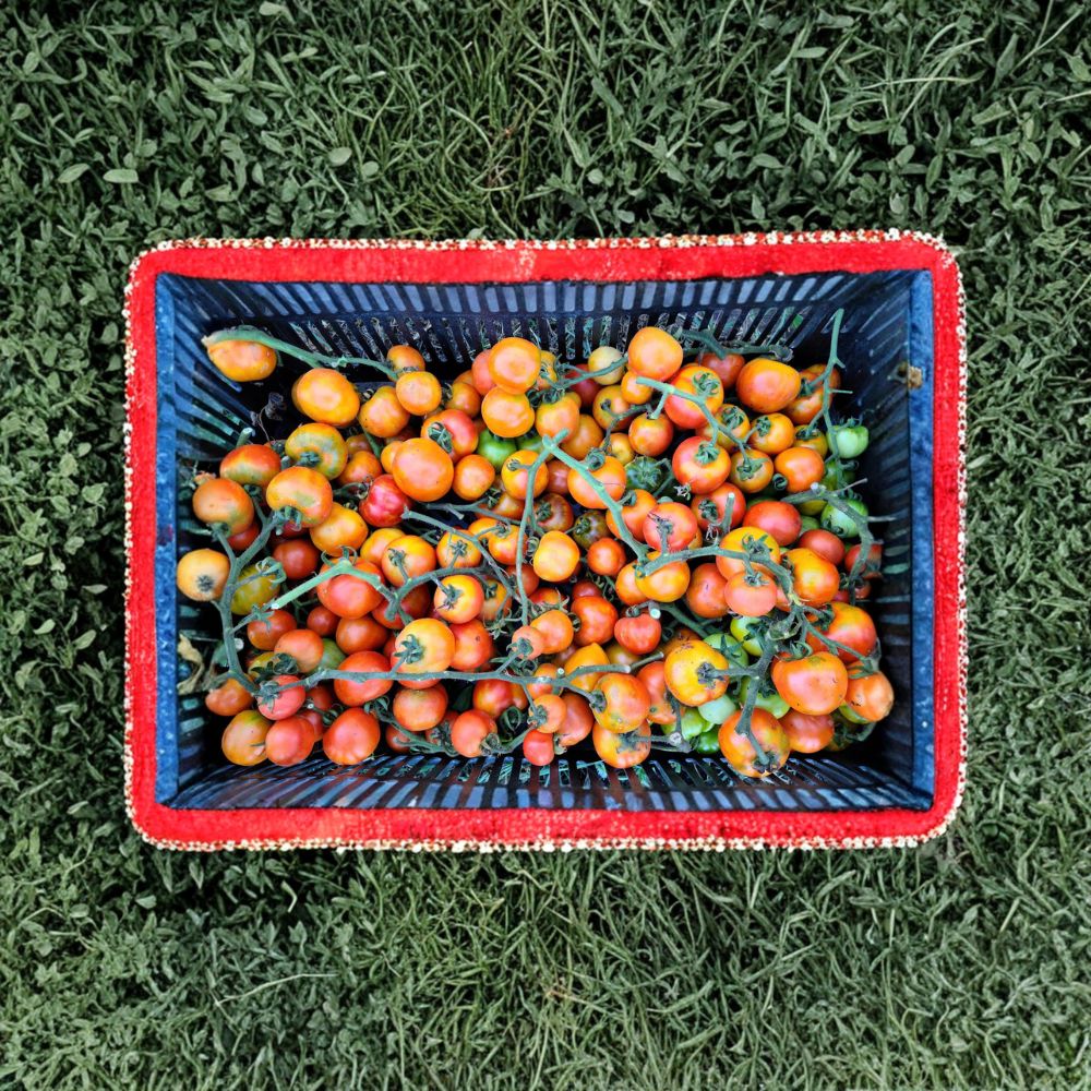 Giallorosso di Crispiano Tomato Seeds – Organic Solanum lycopersicum, Rare Italian Keeper, Garden & Homestead Friendly, Easy to Grow, 50 Seeds