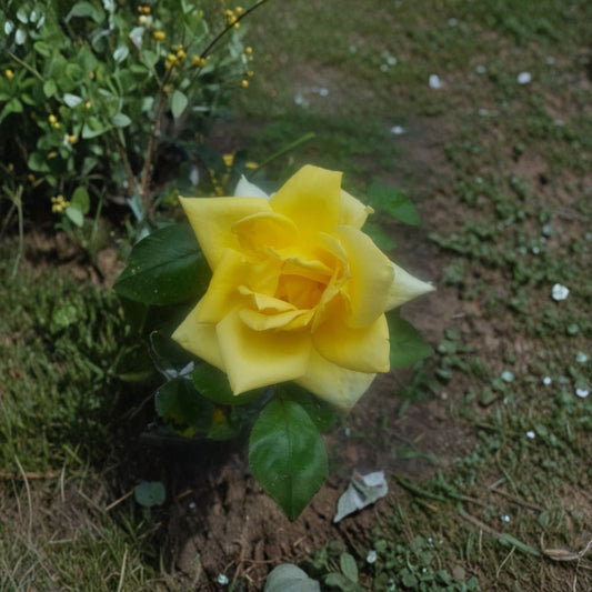 Oregold Grandiflora Rose Live Plant 1 Gallon | Golden Yellow Rose Bush | Repeat Blooming Garden Rose | Rosa Grandiflora