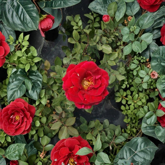 Mr. Lincoln Red Hybrid Tea Rose Live Plant – 5 Gallon Deep Red Fragrant Rose Bush with Large Blooms | Garden Rose | Rosa hybrid