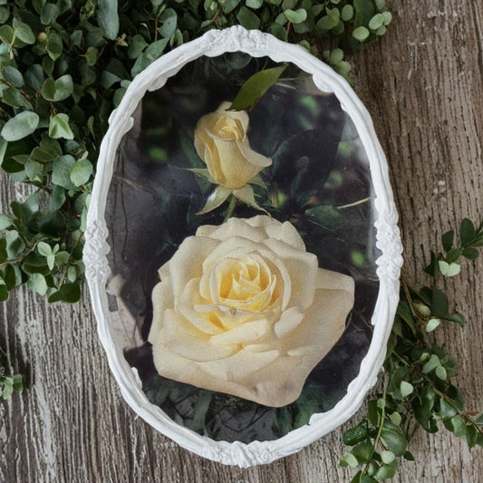 John F. Kennedy Rose – Hybrid Tea Live Plant | 3 Gallon White Blooms | Classic Garden Rose | Full Sun Flowering Shrub