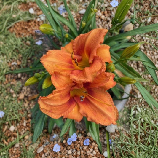 Hemerocallis 'Leebea Orange Crush' Daylily – 3 Bare Root Plants, Vibrant Orange Perennial Flower, Hardy Garden Favorite