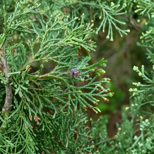Little Jamie Atlantic White Cedar – Live Dwarf Evergreen in 1-Gallon Pot | Chamaecyparis thyoides Compact Conifer for Small Gardens