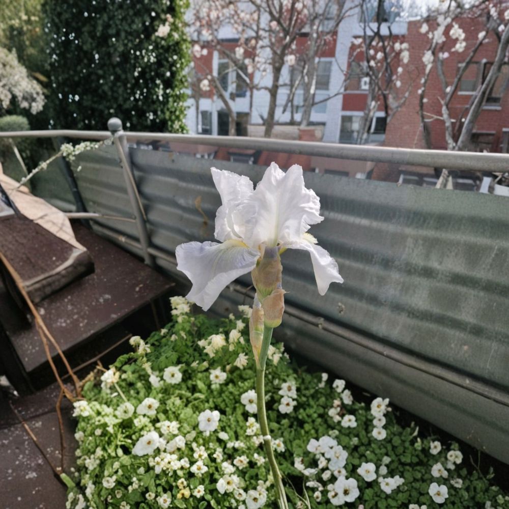 Bearded Iris Rhizomes 3 Pack #1 Grade Ruffled White Blooms Deep Yellow Beard Hardy Perennial Flower