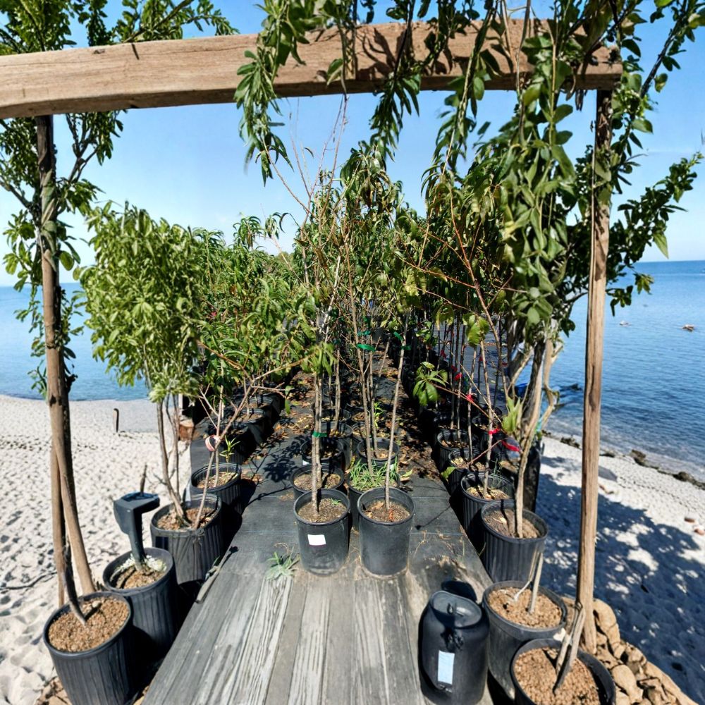 Flavor Rich Peach Tree – 4–6 Ft Self-Pollinating Fruit Tree with Sweet Freestone Peaches | Backyard Orchard Favorite | Live Rooted Plant