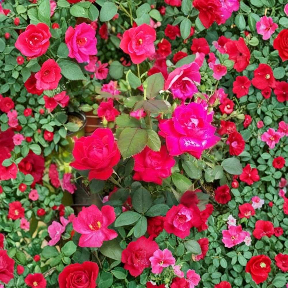 Double Knock Out® Rose Live Plant – 5 Gallon Disease-Resistant Red Shrub with Root Ball | Rosa hybrida