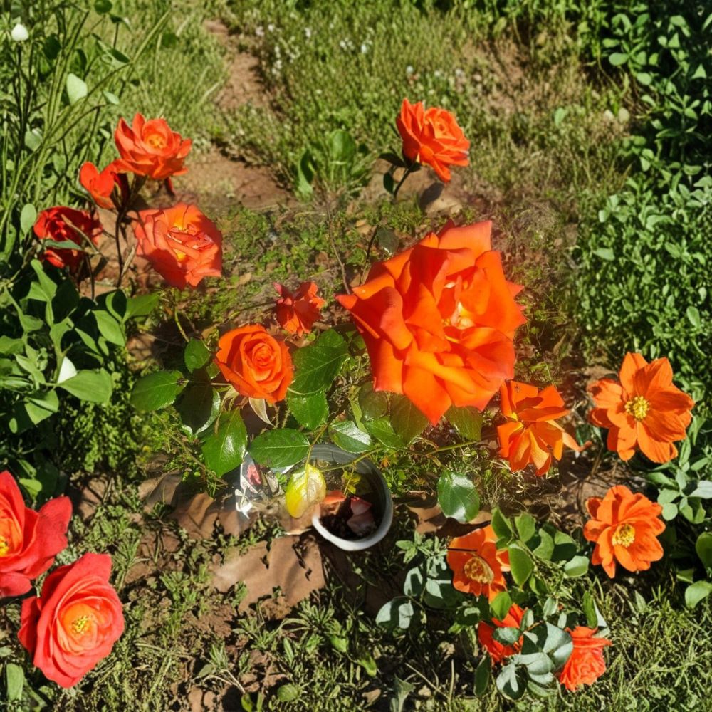 Marina Everblooming Floribunda Rose – Live 2-Gallon Rooted Bush Plant for Garden & Landscape | Easy to Grow Rosa 'Marina'
