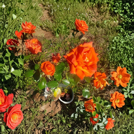 Marina Everblooming Floribunda Rose – Live 2-Gallon Rooted Bush Plant for Garden & Landscape | Easy to Grow Rosa 'Marina'