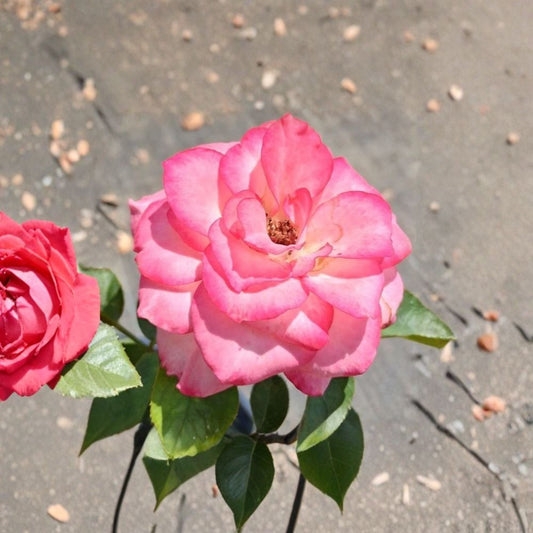 Nichole Everblooming Floribunda Rose Plant – Rosa Live 3-Gallon White & Pink Blooms, Repeat Flowering Garden Rose Bush