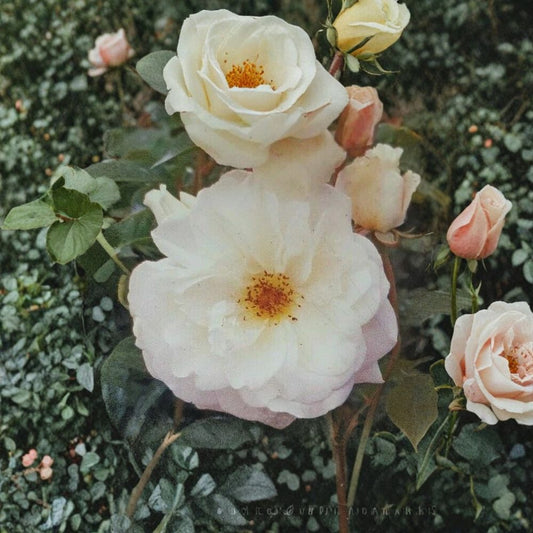 Iceberg Floribunda Rose – Rosa hybrida Live Plant, 1 Gallon, Pure White Rose Bush, Garden & Landscape, Easy to Grow