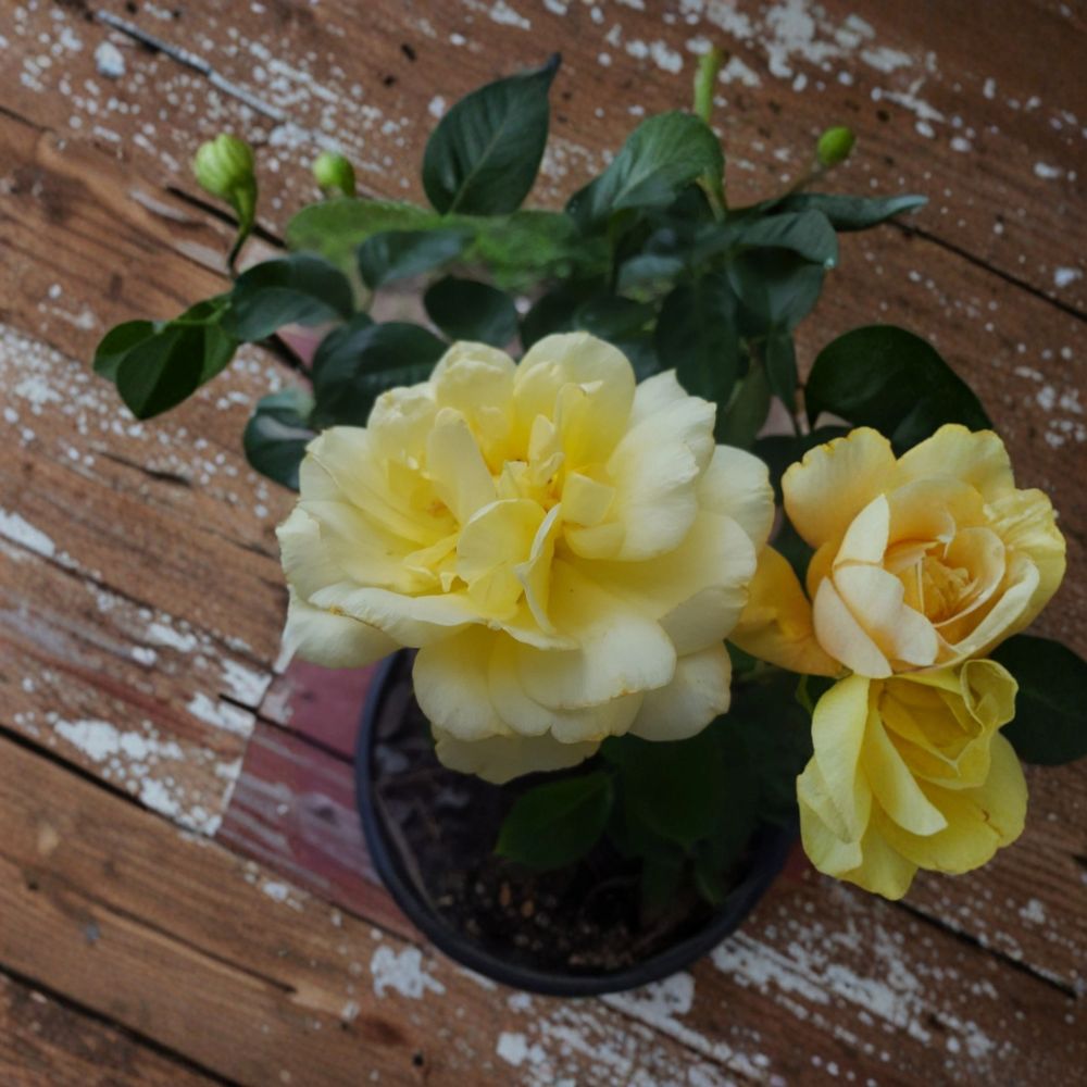 Sunsprite Floribunda Rose – Rosa hybrida Live Plant, 2 Gallon, Deep Yellow Flowering Bush, Garden & Landscape, Easy to Grow