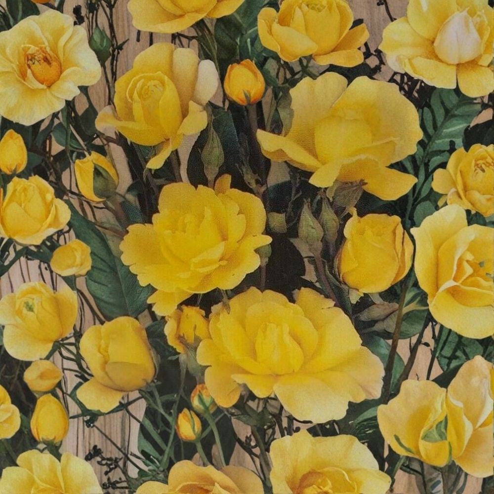 Climbing Golden Showers Rose – Live Bush Plant in 2 Gallon Pot, Rooted Climbing Rose for Garden, Trellis, Easy to Grow