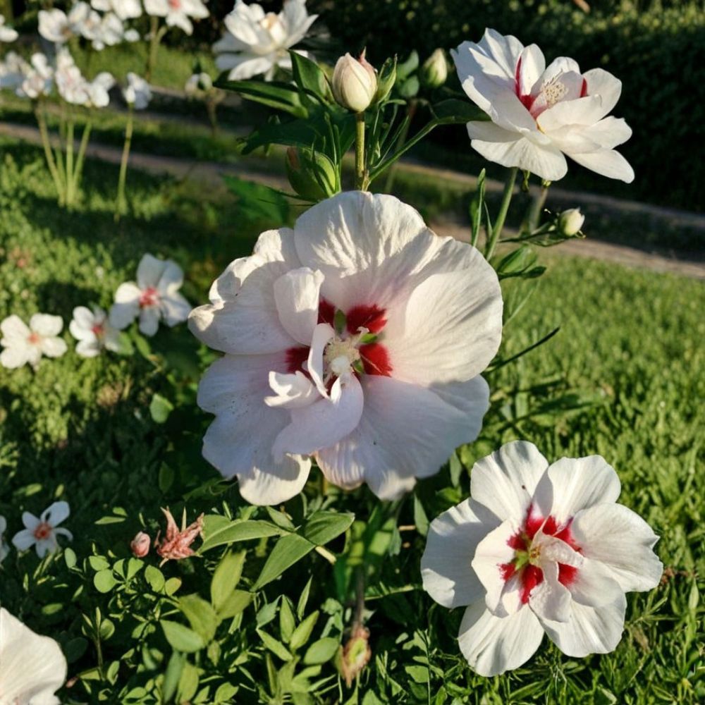 Double Flower White Althea Rose of Sharon Live Plant | 3 Gallon Hibiscus syriacus Shrub with Double White Blooms for Garden & Landscape