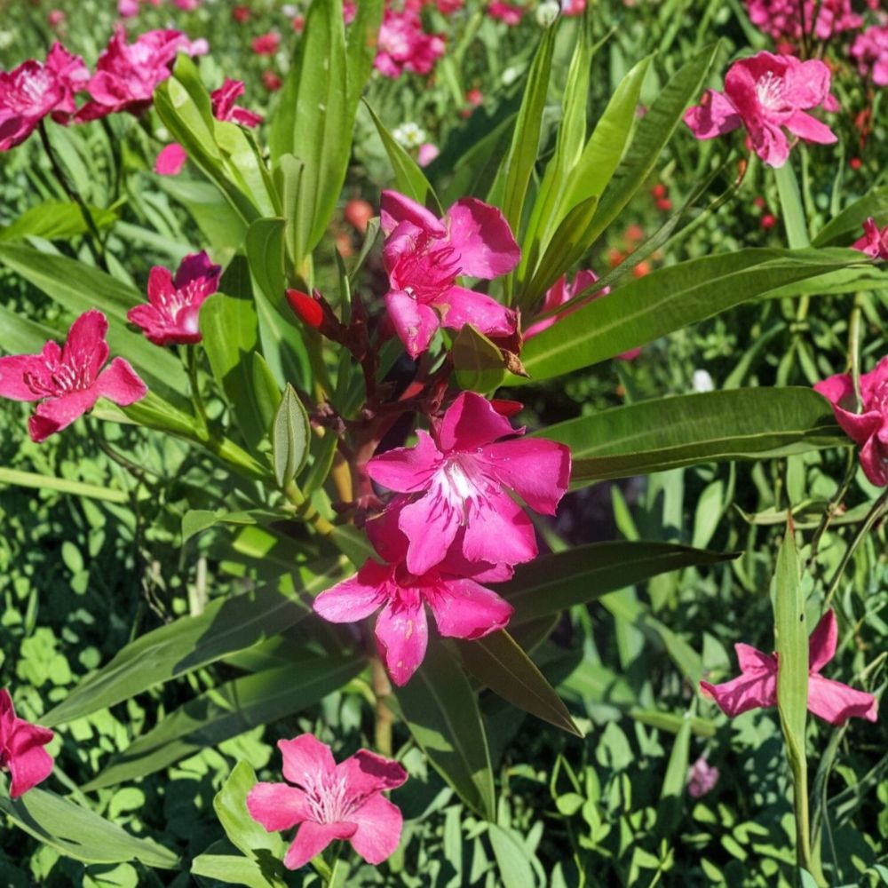 Pink Oleander Live Plant – 1 Gallon Shrub with Pink Flowers, Evergreen Landscape Plant, Nerium oleander