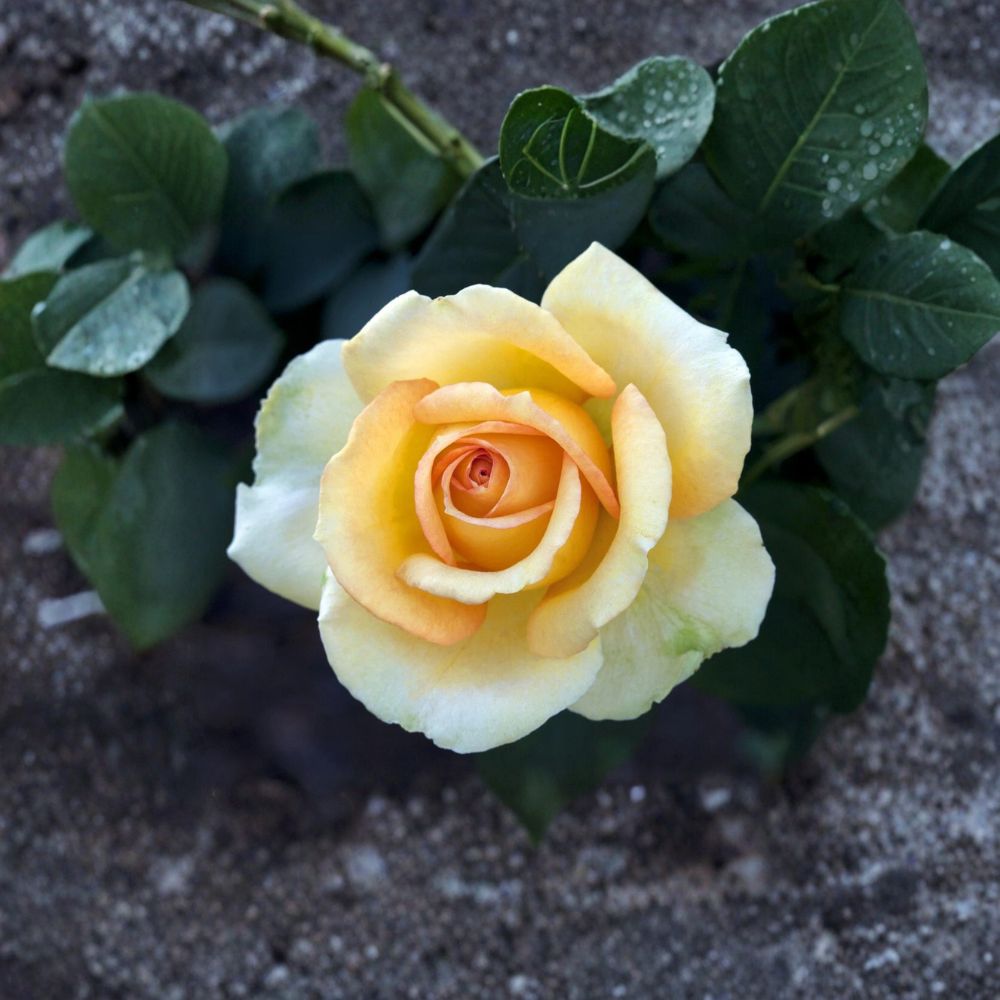 Gold Medal Grandiflora Rose Plant – Rosa hybrida Yellow-Orange Bloom, 3 Gallon Live Rose Bush for Garden & Landscape