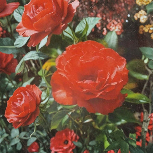 Impatient Floribunda Rose Live Plant – 5 Gallon Orange Red Flowering Rose Bush Rosa hybrida Garden & Landscape
