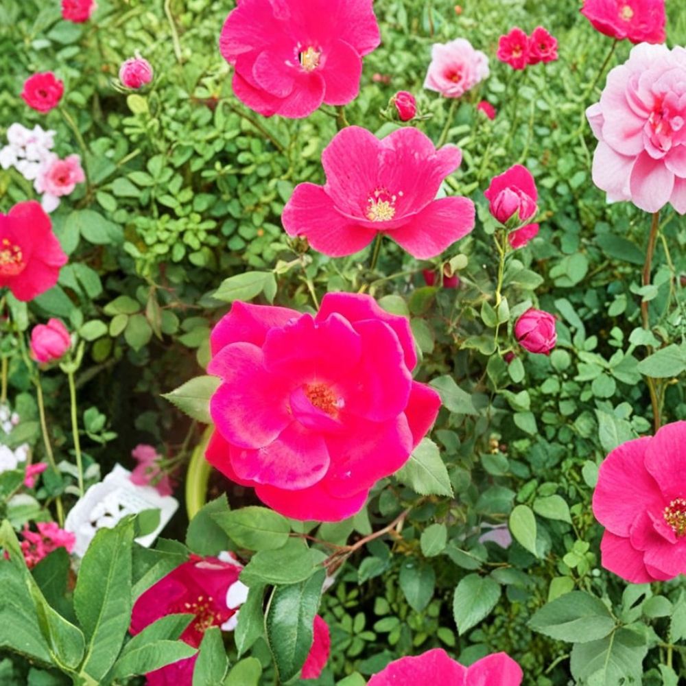 Red Knock Out® Rose Shrub – 2 Gallon Earth-Kind® Cherry Red Blooms, Disease Resistant, Easy to Grow Rosa