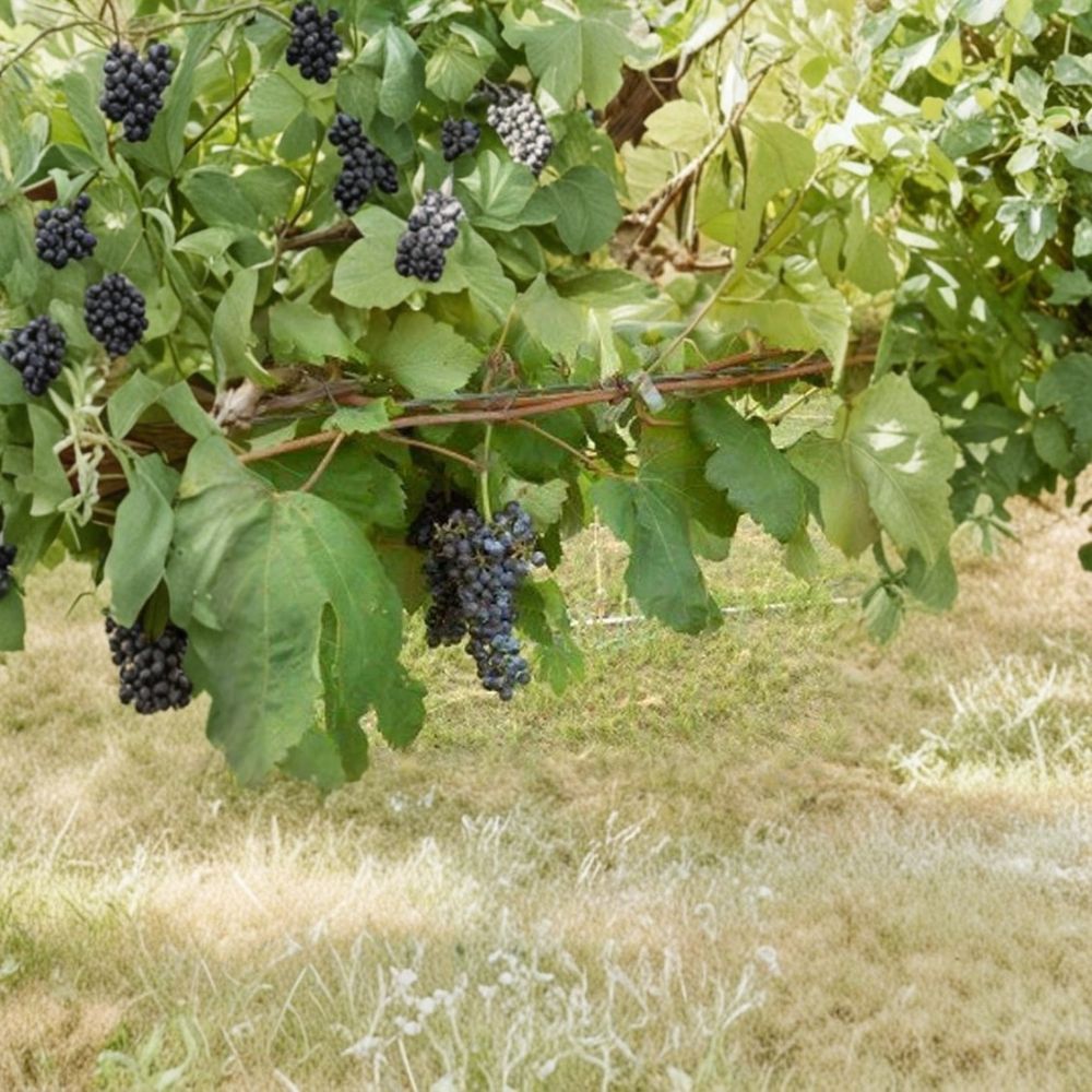Black Monukka Seedless Grape Vine – Vitis vinifera Live Plant, 3 Gallon, Self-Fertile Black Grapes, Fruit Vine for Garden