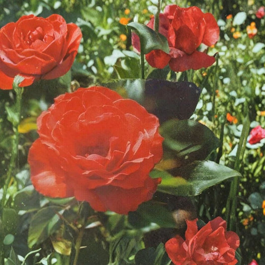 Impatiens Floribunda Rose – Live Bush Plant, 2 Gallon Rooted Rose, Garden & Landscape, Easy to Grow, Rosa spp.